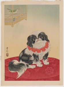 Pekingese dog, c.1930 by Ohara Koson